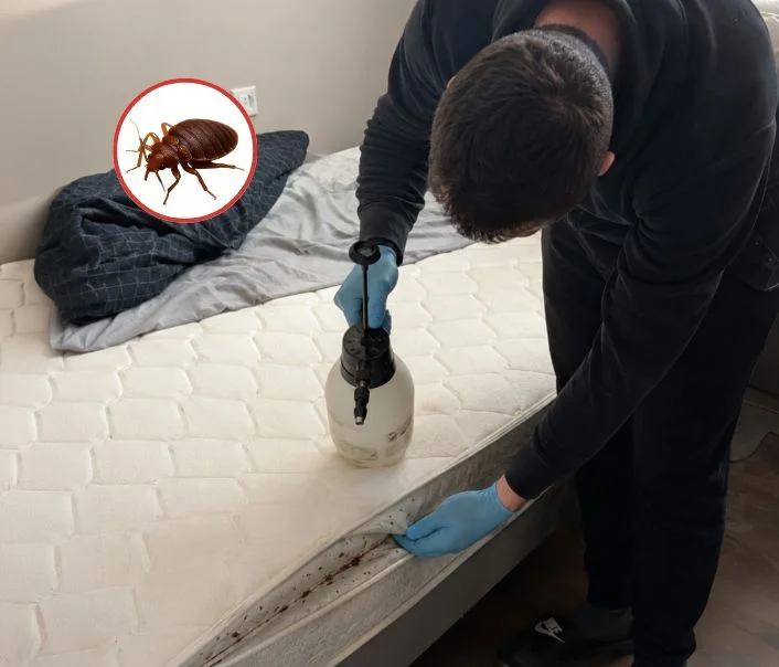 Technicien traitant un matelas contre les punaises de lit à Cormeilles-en-Vexin